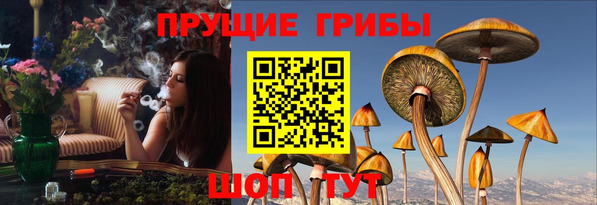 Галлюциногенные грибы Psilocybine cubensis  Псилоцибиновые грибы Psilocybine cubensis  Вход с VPN  Сланцы 